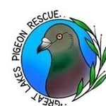 greatlakespigeonrescue profile picture