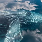 greatwhaleconservancy profile picture