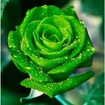 green.rose1411 profile picture