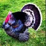 greenacresfarmsanctuary profile picture