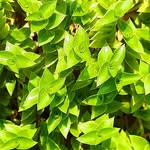 greenhappinez profile picture