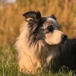 greenlanefarm profile picture