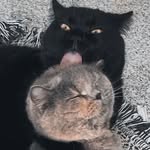 gregandtzatziki profile picture