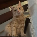 gremlingeorgie profile picture
