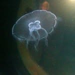 gretailieva profile picture