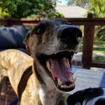 greyhound_ish profile picture
