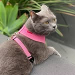 greykittykiwi profile picture