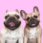 griffinfrenchie profile picture