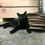 grizzly_the_shop_cat profile picture