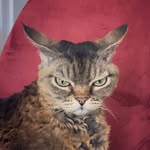 grumpybarbara profile picture