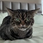 grumpy_kitzia profile picture