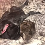 gspointerpuppies profile picture