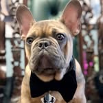 guccifrenchbully profile picture
