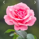 gudiya81546 profile picture