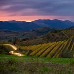 guerila_wines profile picture