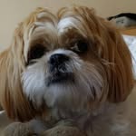 gugachacra profile picture