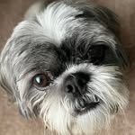 guinnesstheshihtzu profile picture