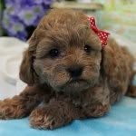 guinniethepoo profile picture