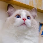 gulu.mochi profile picture