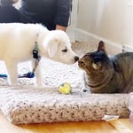 gumbo.and.koda.and.bill profile picture