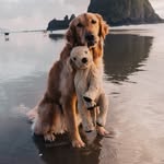 gumbowithshrimp profile picture