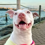 gummythepitandfam profile picture