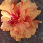 gundusrinu36 profile picture