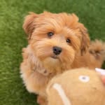 gunny_thepuppy profile picture