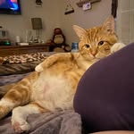 gustavodacat profile picture