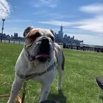 gus_themuscle_francis profile picture