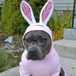 gusthepitbull profile picture