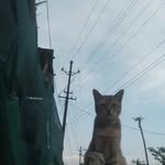 gy_abo_ profile picture