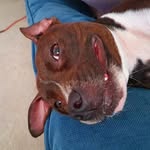 gypsystaffy profile picture
