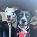gypsy_theblueeyeddog profile picture