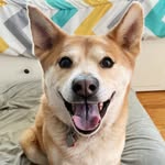 hachitheshibusky profile picture