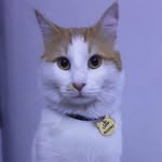 hadoll_ab__ profile picture