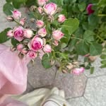 haf__sa_207 profile picture