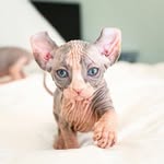 hairless_catstagram profile picture