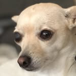 halstonrose profile picture