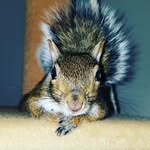 hamilton_s_squirrel_12 profile picture
