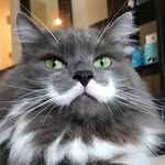 hamilton_the_hipster_cat profile picture