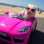 hamlet_the_piggy profile picture