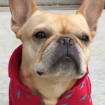 hamlin_the_frenchie profile picture