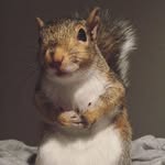 hammythesquirrelofficial profile picture