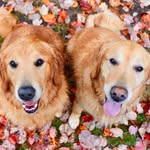 hamptonretrievers profile picture