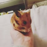 hamster_paws profile picture