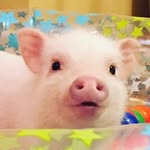 handsome_piggy_gus profile picture