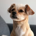 hangingwithcooper profile picture