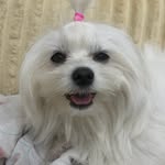 hani__kimc profile picture