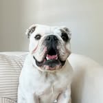 hanksabulldog profile picture